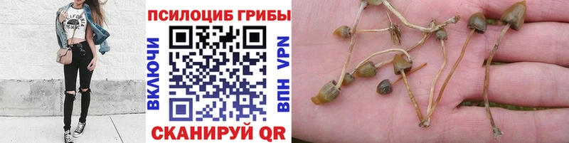 Псилоцибиновые грибы Psilocybe  Красково 
